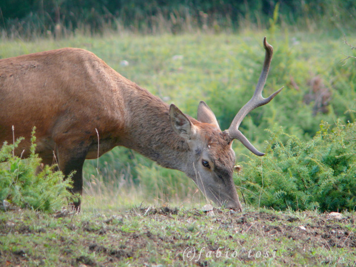 Alla corte di Sua Maest l''Unicorno - (fotoracconto fantasy)